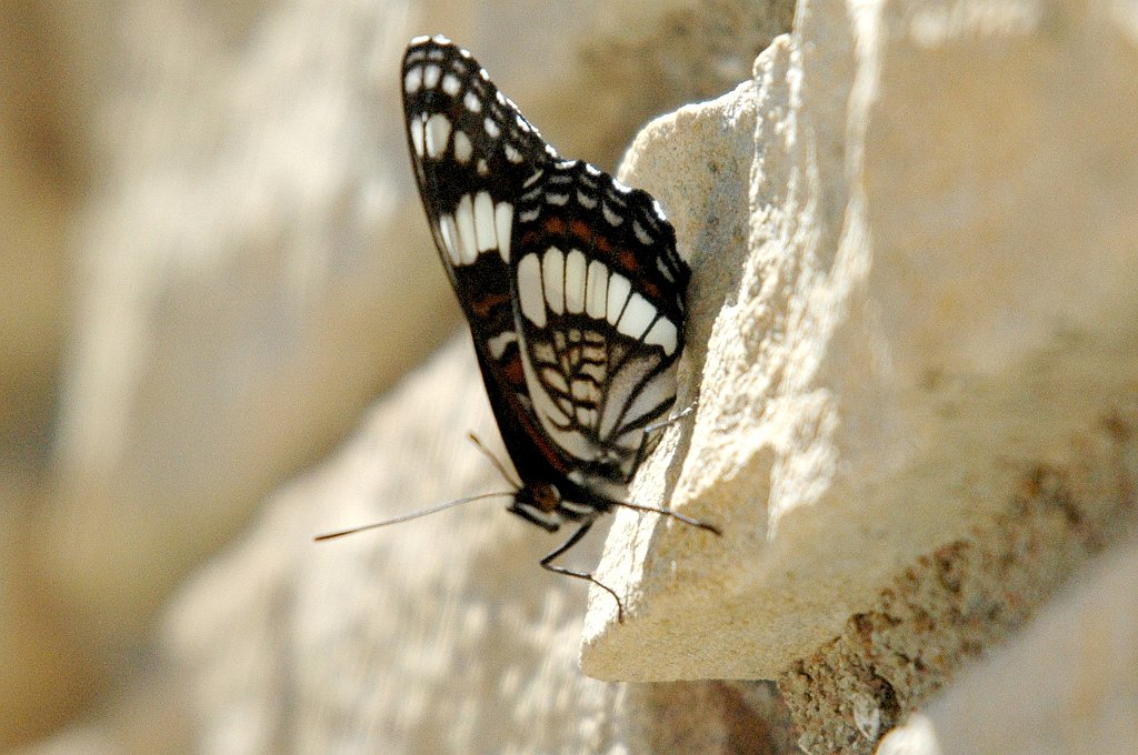 191 Admiral, Weidemeyer's, 2005-06163008 Mesa Verde NP, CO.JPG - Weidemeyer's Admiral (Limenitis weidemeyerii). Butterfly. Mesa Verde NP, UT, 6-16-2005